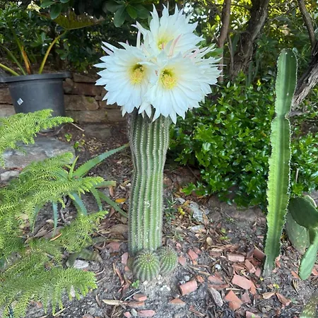 Rosette Ile Du Levant * Hyeres