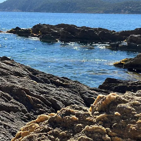 Rosette Ile Du Levant Hyeres